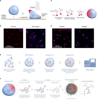 Using adjusted local assortativity with Molecular Pixelation unveils colocalization of membrane proteins with immunological significance